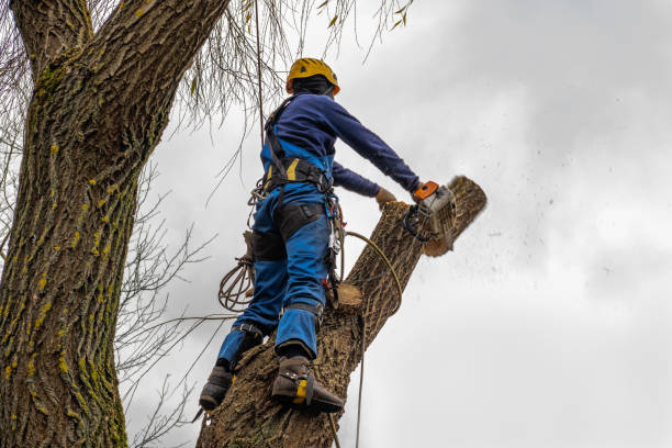 Best Tree Removal  in Fowler, MI